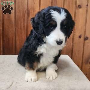 Mylan, Bernedoodle Puppy